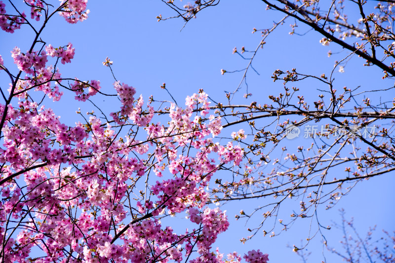 粉嫩樱花烂漫春日