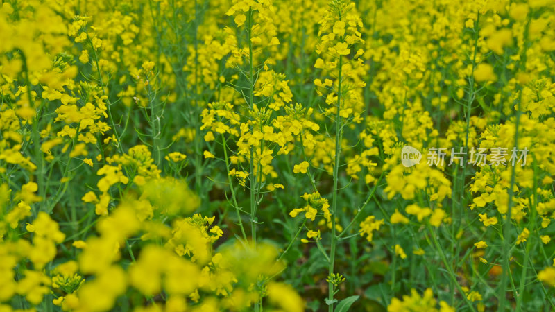 春天的油菜花田