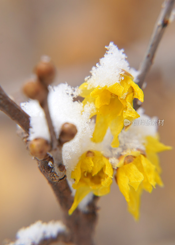 积雪蜡梅花