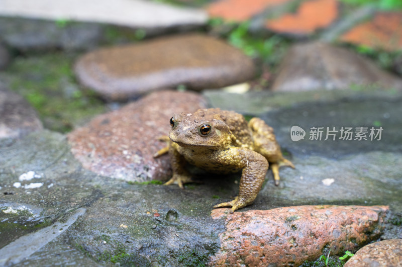 蟾蜍癞蛤蟆特写在农村地面草丛