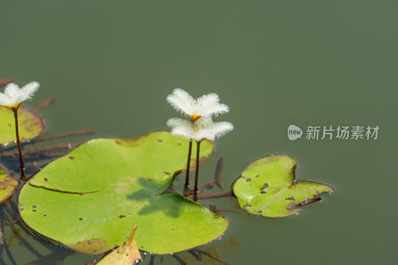 水生植物金银莲花