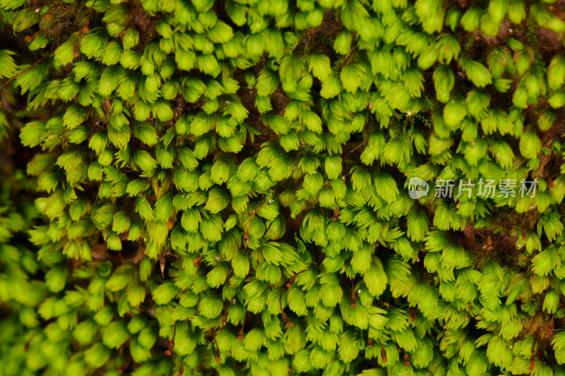 茂密翠绿的苔藓微距特写