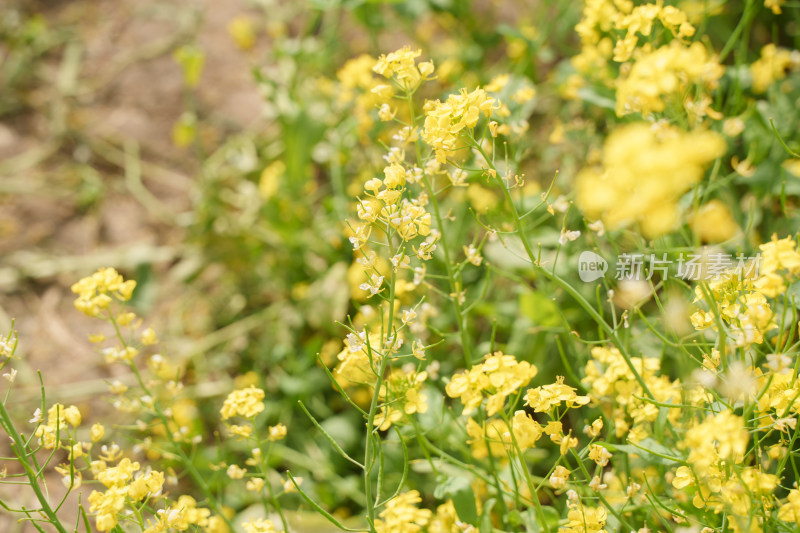 户外的油菜花晃花