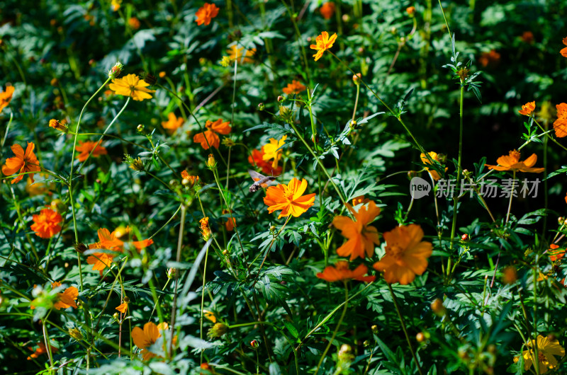 青岛中山公园的黄花波斯菊花海