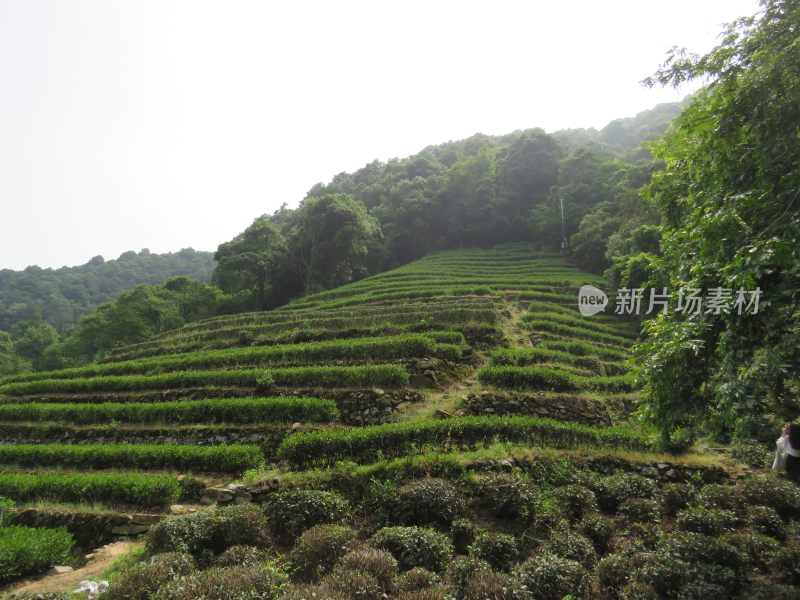 杭州九溪烟树景区