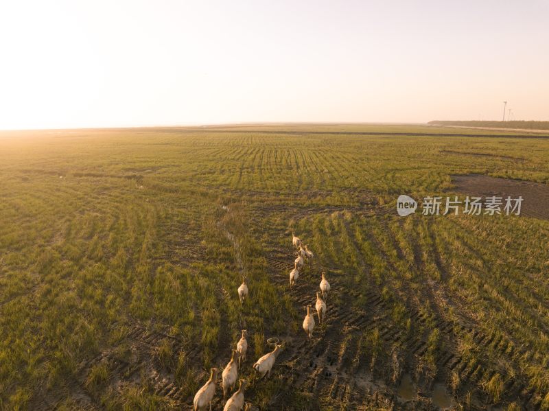 黄海野鹿荡中的野鹿