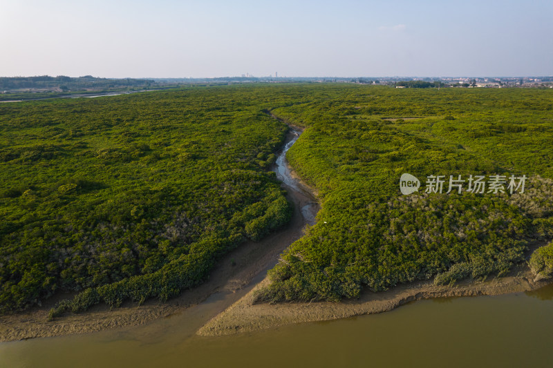 湛江高桥红树林保护区