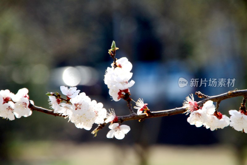 粉色桃花