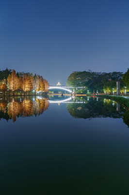 佛山千灯湖南海活水公园落羽杉林夜景