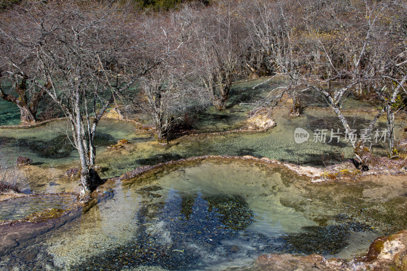 四川阿坝黄龙景区钙华彩池和冬日枯树