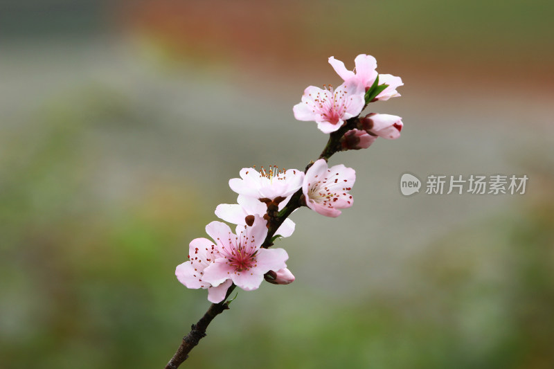 春天粉红的桃花