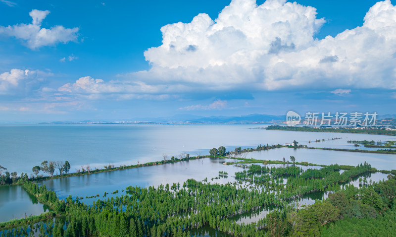 盛夏时节的晋宁南滇池国家湿地公园