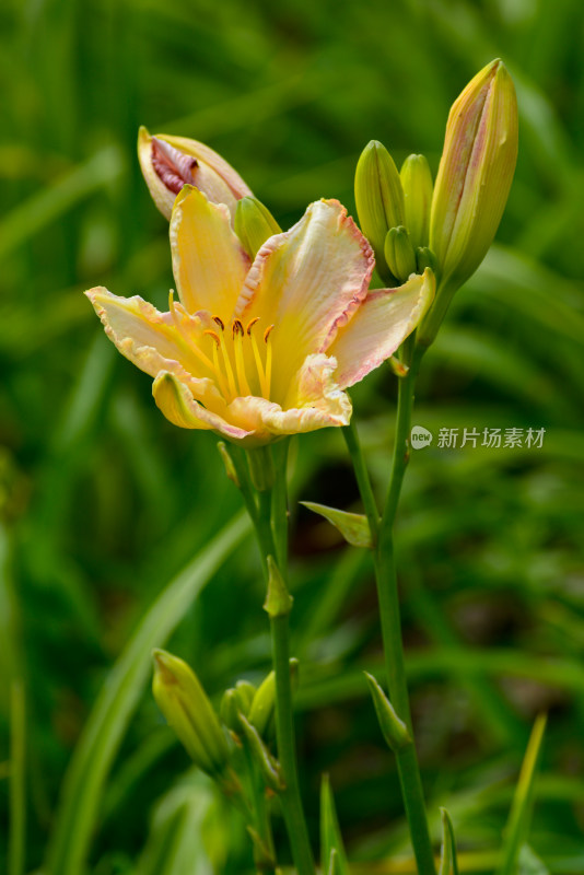 植物园的花花草草