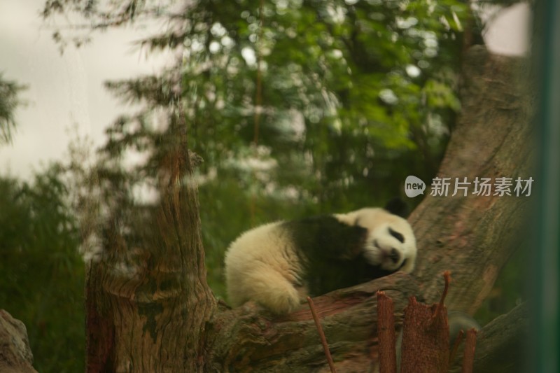 大熊猫幼崽在挂树上睡觉的可爱模样