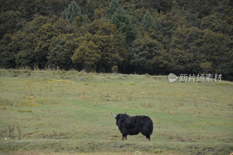 林芝鲁朗风景区风景