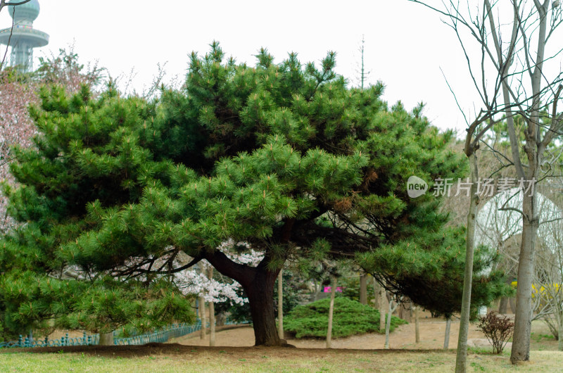 青岛中山公园草坪一棵大松树