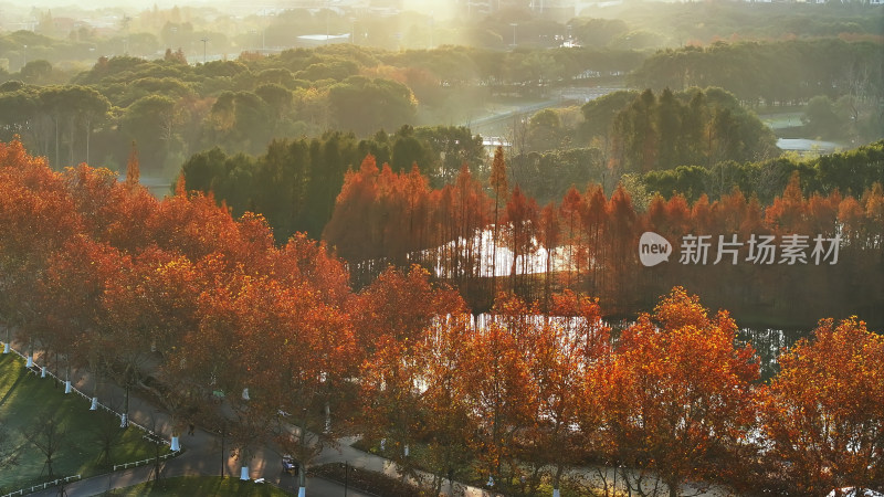 上海世纪公园秋天风景