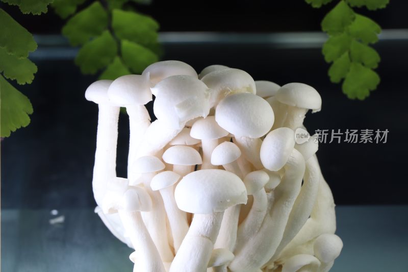 白玉菌菇