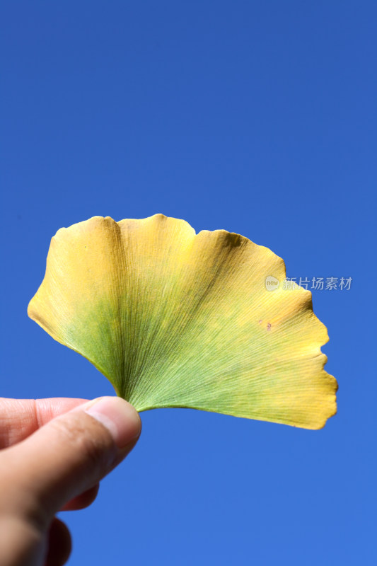 手持银杏叶对着天空