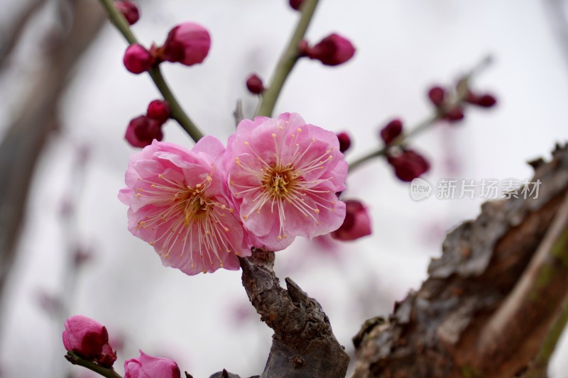 蓝天映衬下盛开的粉色梅花枝