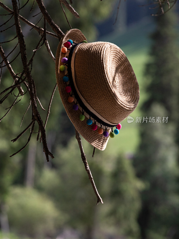 新疆伊犁森林里，树木上挂着一顶帽子