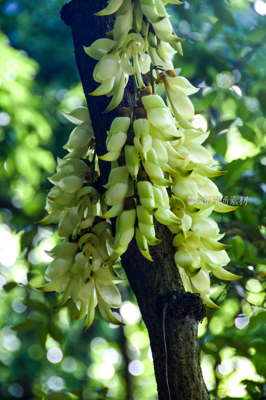 广州天鹿湖公园禾雀花