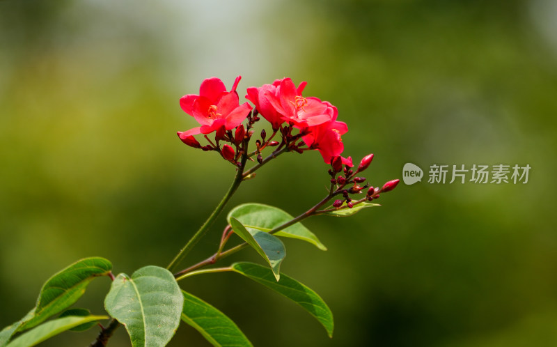 红色开花植物琴叶珊瑚