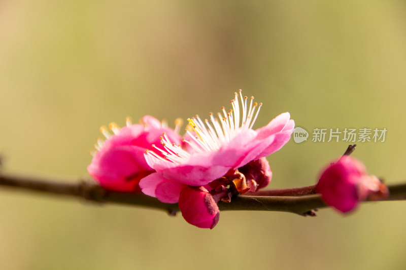 粉红色的梅花盛开