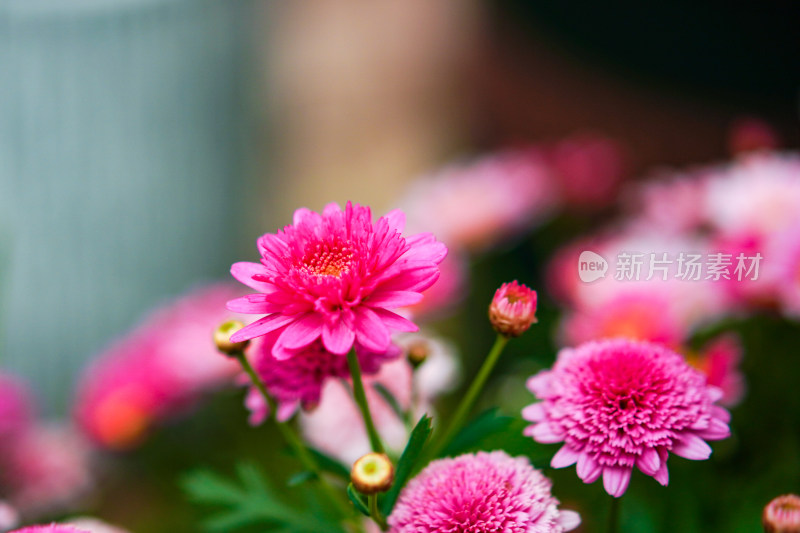 微距粉色菊花特写