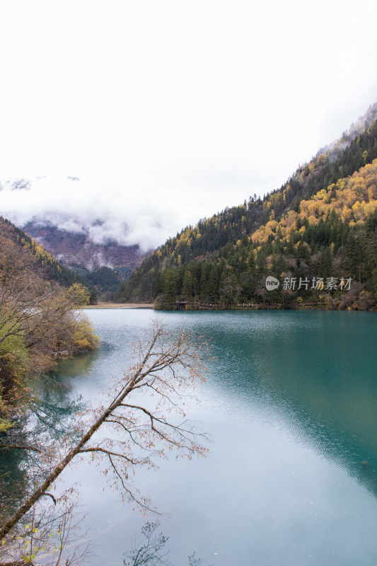 九寨沟秋色，箭竹海和秋景山林