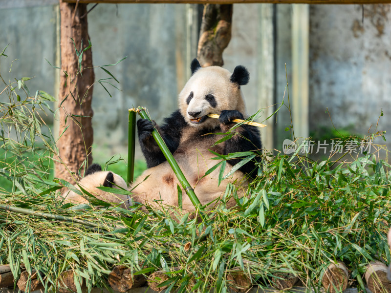 重庆动物园大熊猫