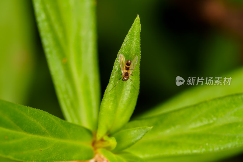 绿色叶片上停留着一只小飞虫