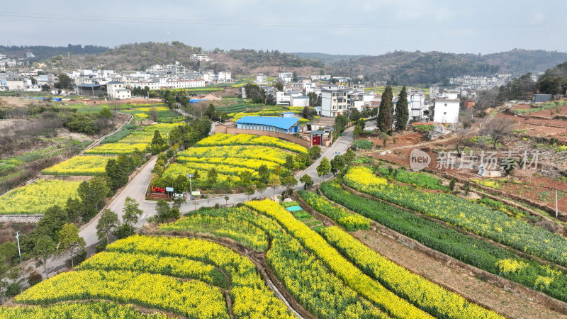 油菜花绘就田园美景