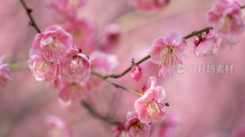 春天的梅花盛开特写