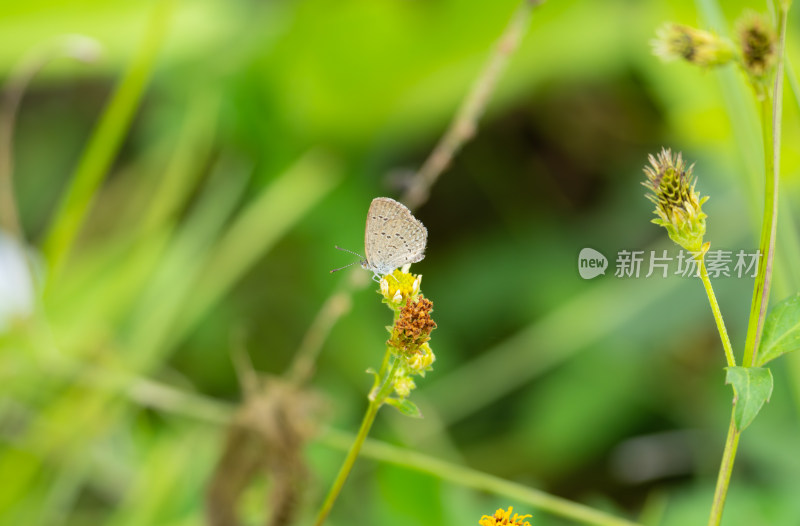 蝴蝶停在花朵上的自然生态景象