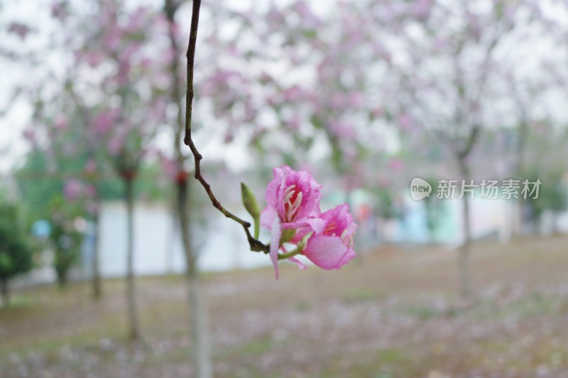 春天广州校园里的紫荆花