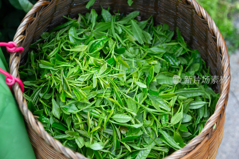 杭州龙井茶嫩绿春茶特写