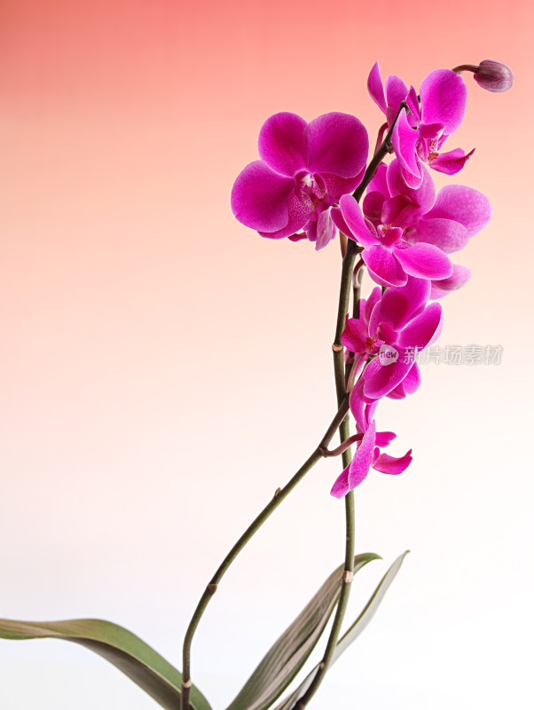 紫色的鲜花蝴蝶兰