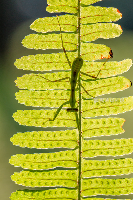 螳螂自然微距生态