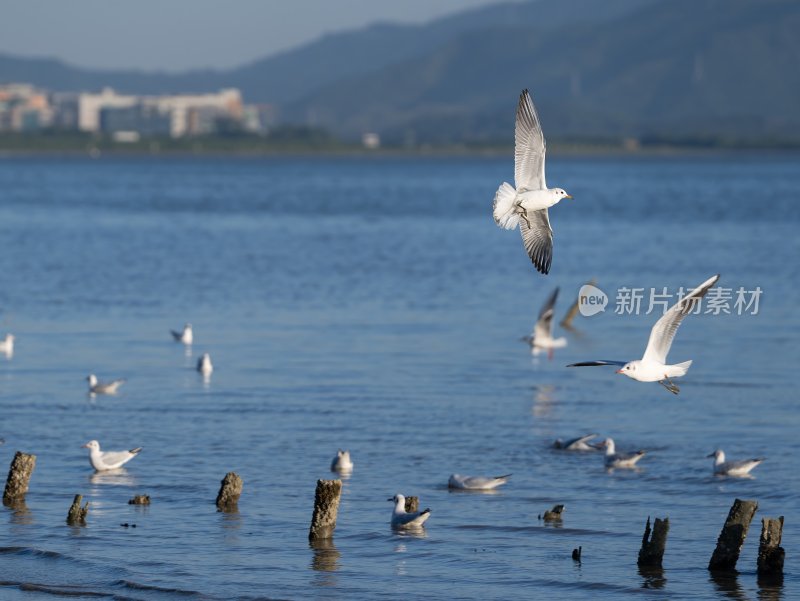 深圳湾海鸥在海面上方飞翔