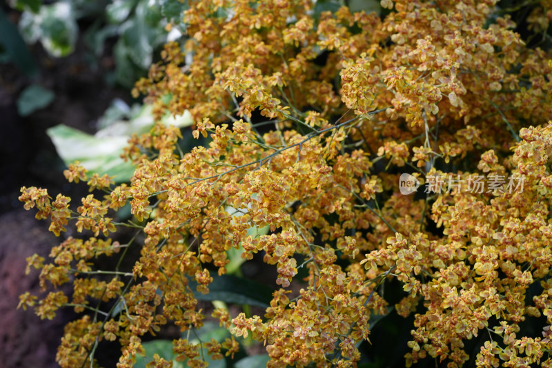 黄色小花微距特写