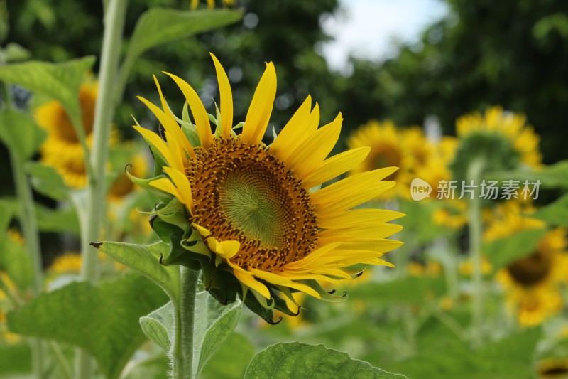 大片向日葵花田绿叶黄花生机勃勃