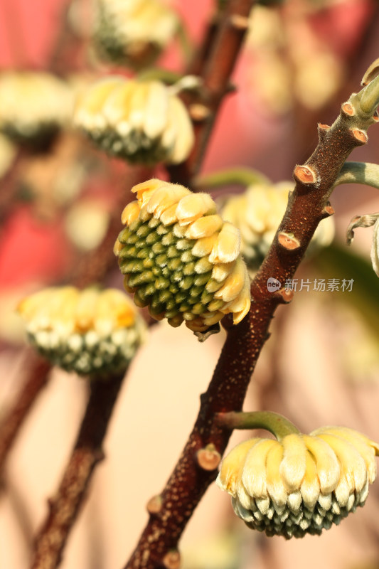 结香花花蕾实拍素材