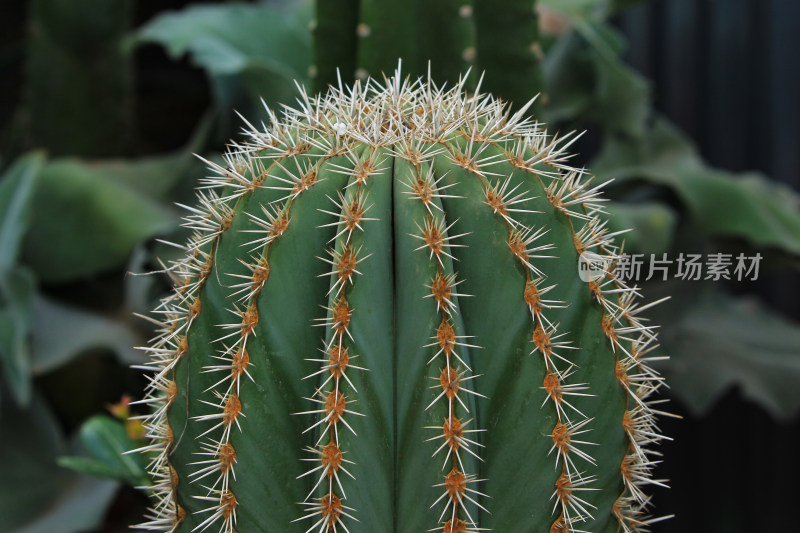 热带植物仙人球仙人掌特写