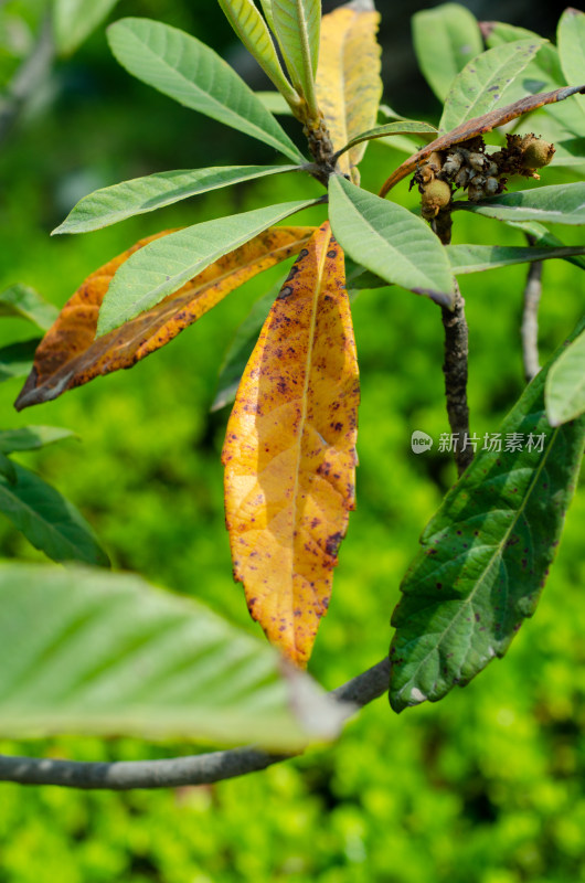 几片枇杷树树叶特写