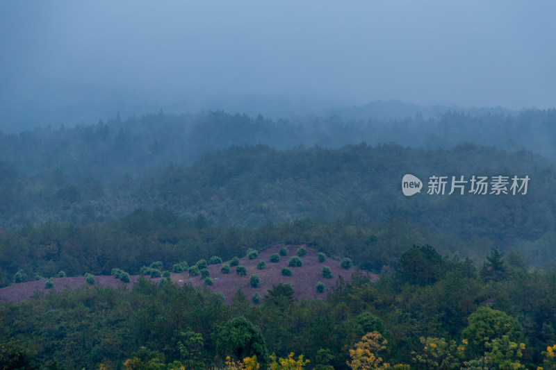 云雾缭绕的高山森林