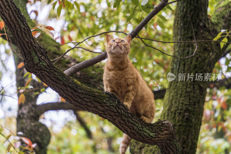 春天苏州古刹西园寺一只在树枝上抬头的橘猫