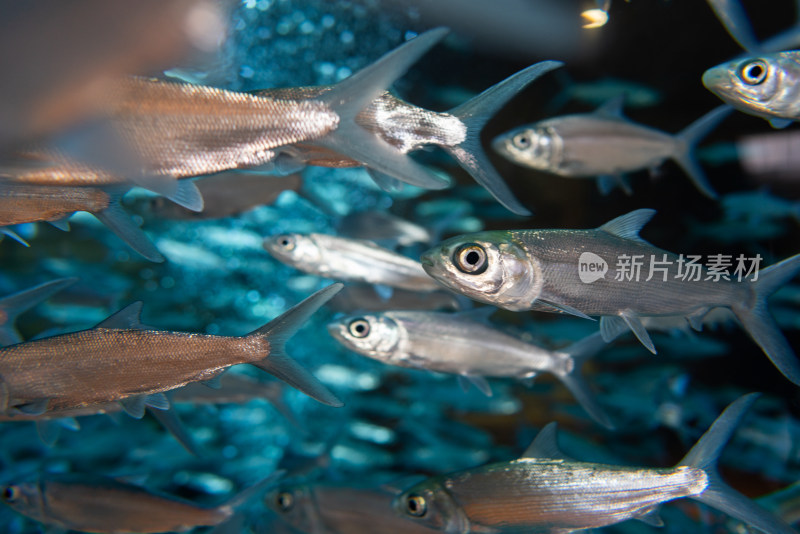 亚特兰蒂斯酒店水族馆