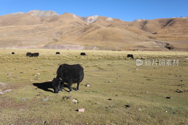 中国西藏山脚下的牦牛群