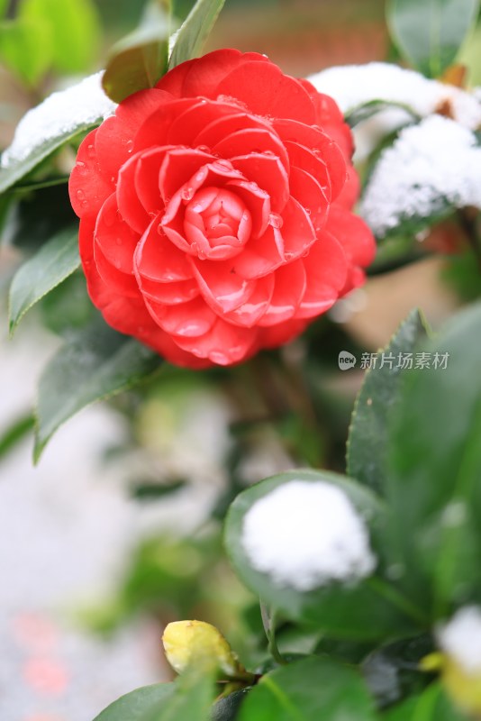 雪中一朵艳丽的山茶花